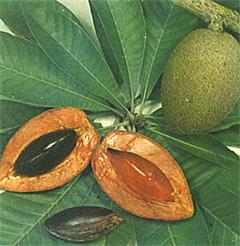 پوتریا ویریدیس